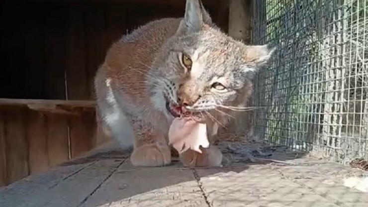 Опубликовано видео трапезы рыси в Тверской области - новости ТИА