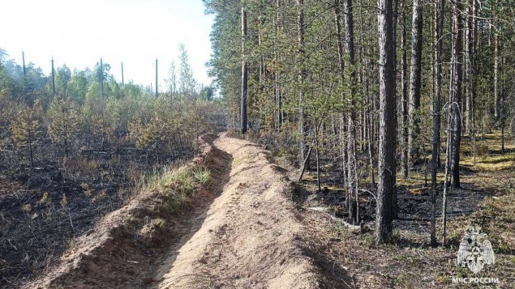 В Тверской области потушили крупный лесной пожар - новости ТИА