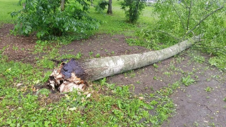 В администрации Ржева показали, почему порой пилят внешне здоровые деревья - новости ТИА