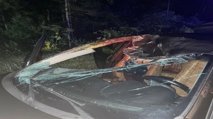 В Тверской области водитель автомобиля сбил лося - новости ТИА