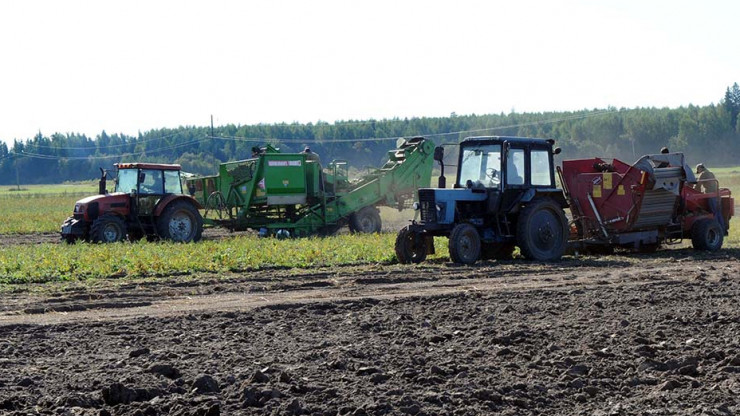В Тверской области картофель убрали с площади 122 га - новости ТИА