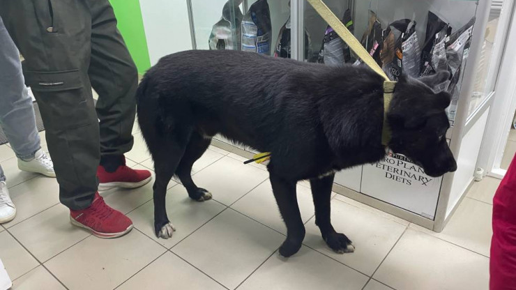 В Зубцове спасают собаку, в которую выстрелили из арбалета - новости ТИА