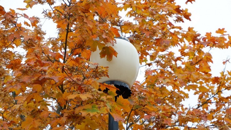 Дачников могут оштрафовать за сжигание листвы на участке - новости ТИА