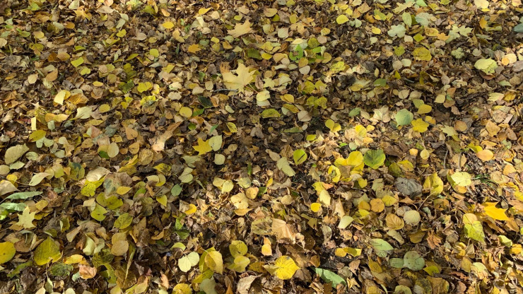 Экологи призывают отказаться от уборки осенней листвы в городах - новости ТИА