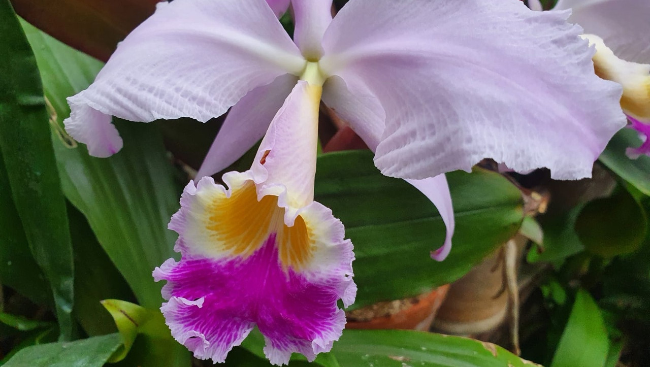 В Ботаническом саду МГУ показали орхидеи