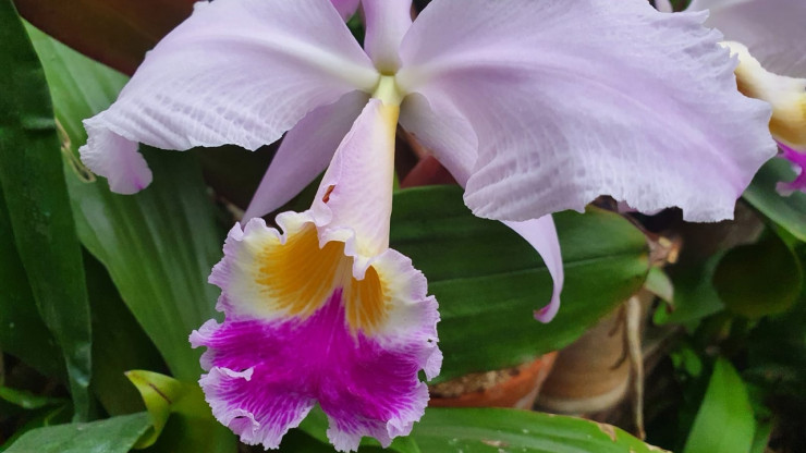 В Ботаническом саду Твери расцвели "царственные" орхидеи - новости ТИА