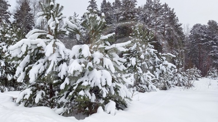 Снега по колено: какие города Тверской области засыпало сильнее всего - новости ТИА