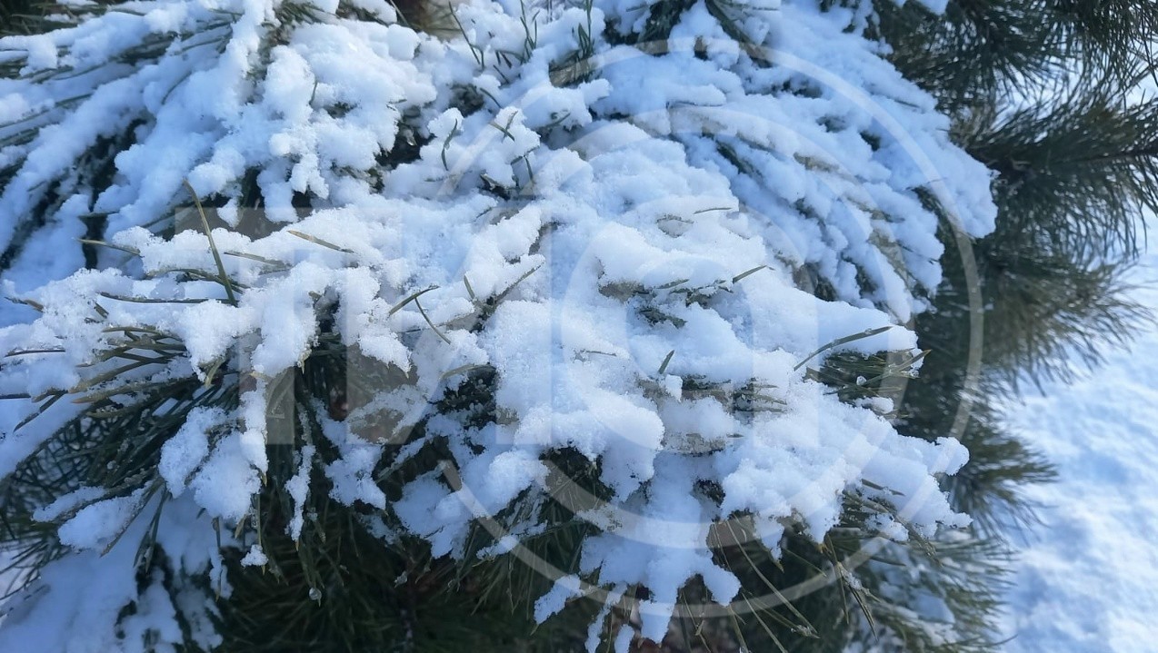 Фото из архива ТИА