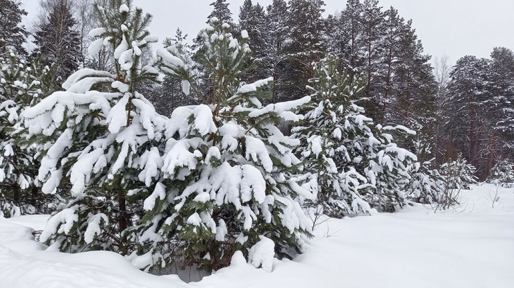 На следующей неделе в Тверской области ожидается -14 и снегопады - новости ТИА