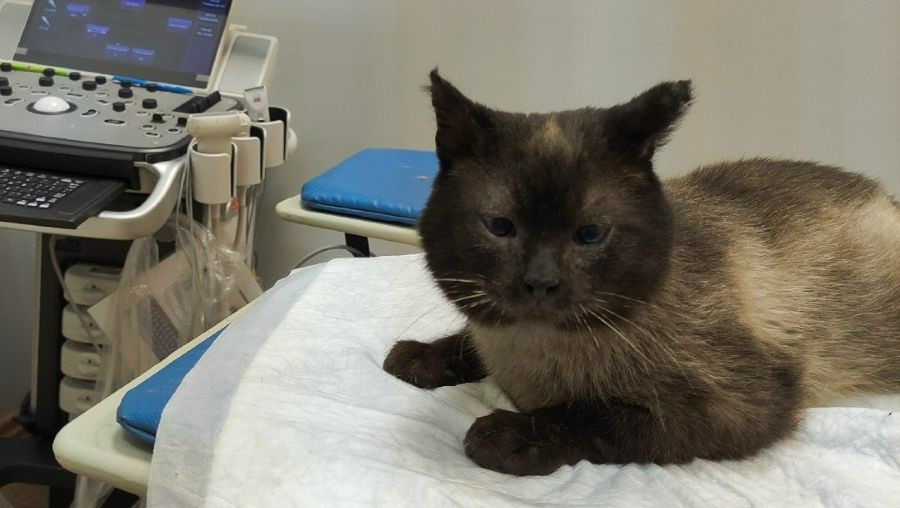 Фото: Инициативная группа по защите животных