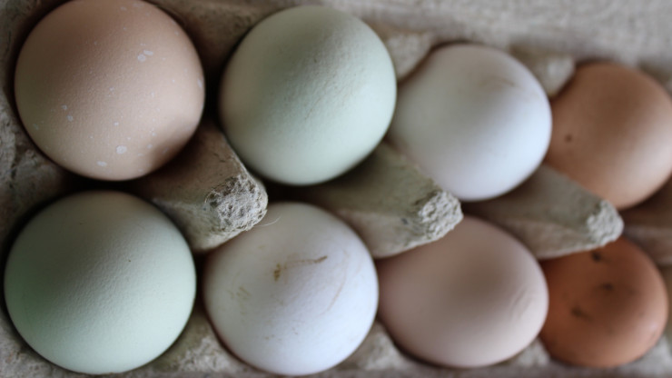 Производство яиц в России снижается шесть месяцев подряд - новости ТИА
