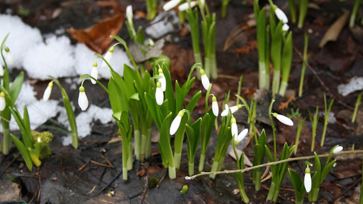 В Твери наступила ботаническая весна: распускаются первоцветы - новости ТИА