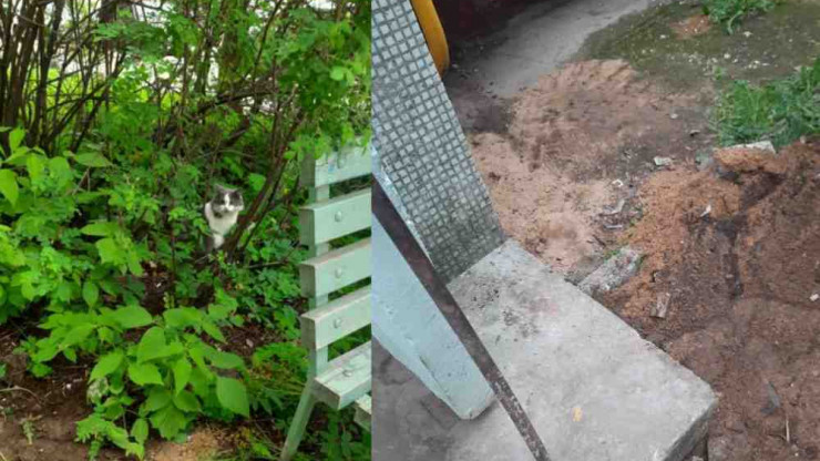 В Твери живодёры замуровали живую кошку под плиту у подъезда - новости ТИА