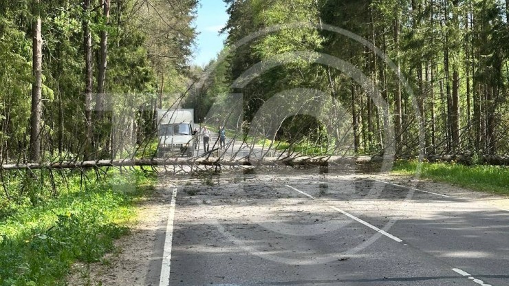 Под Тверью на дорогу упало большое дерево: образовалась пробка - новости ТИА