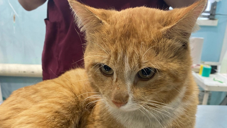 Сбитый на трассе М-10 кот Абрикос нашёл любящих хозяев - новости ТИА
