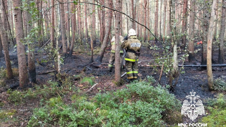 В Тверской области пожарные вовремя потушили возгорание в лесу под Калязином - новости ТИА