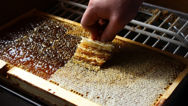 У пчел в Старицком районе выявили варроатоз - новости ТИА