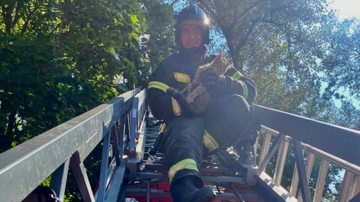 Во Ржеве кота с макушки дерева снимали с помощью пожарной лестницы - новости ТИА