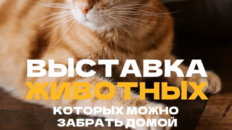 Большая выставка-раздача животных пройдёт в последний день лета в Твери - новости ТИА