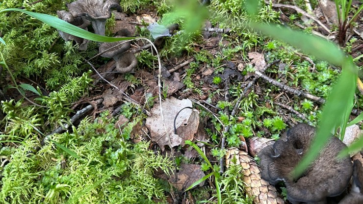 В Тверской области женщина нашла редкие чёрные лисички - новости ТИА