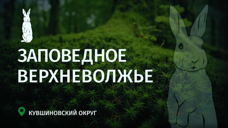 Заповедное Верхневолжье: Что скрывает берег Большой Коши? Тайна лунного цветка - новости ТИА