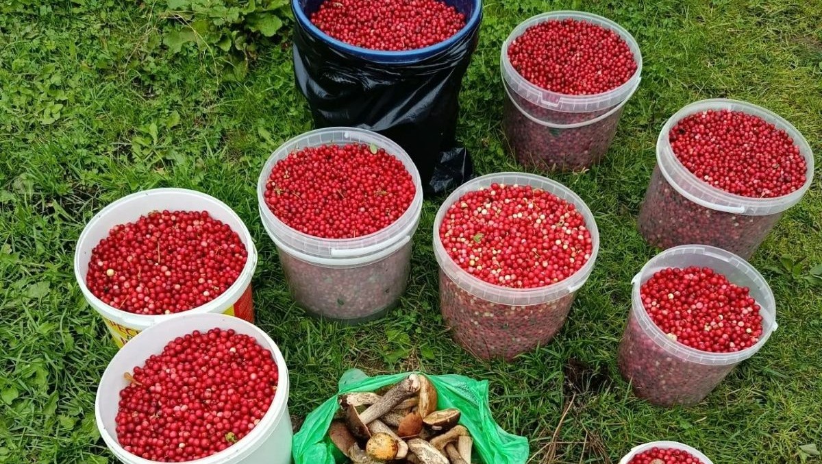 Фото: Сергея Поспелова