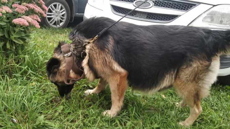 В Тверской области жители помогли зоозащитникам стерилизовать брошенную собаку - новости ТИА