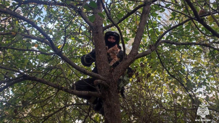 Опубликовано видео, как пожарный спасал кота с дерева во Ржеве - новости ТИА