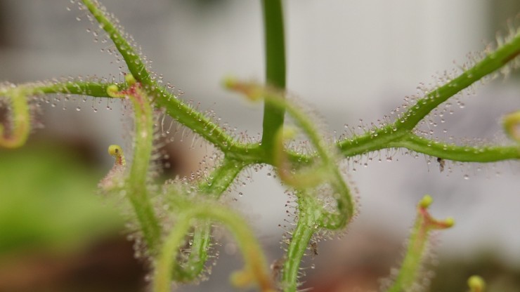 В Твери цветет растение, которое ест насекомых "вилкой" - новости ТИА