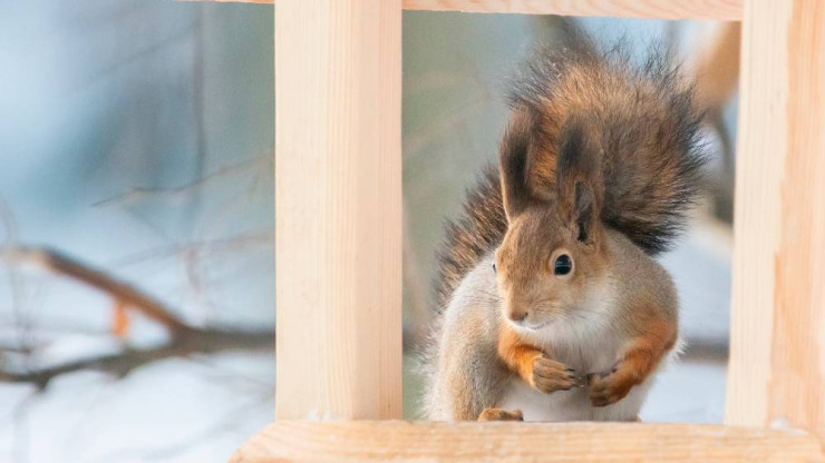 Биологи рассказали, можно ли кормить белок арахисом - новости ТИА