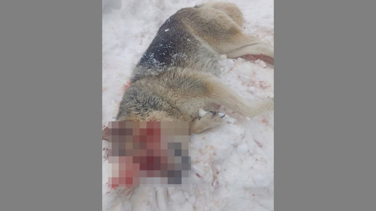 В Тверской области живодер убил собаку и выколол ей глаза - новости ТИА