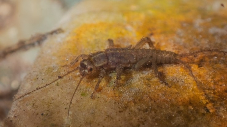Фотограф запечатлел жизнь подо льдом в заповеднике Тверской области - новости ТИА