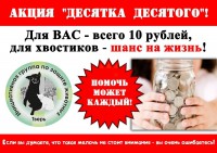 10 октября проходит акция в поддержку бездомных животных "Десятка десятого" - Новости ТИА