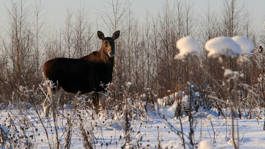 Фото: Светланы Рысенковой