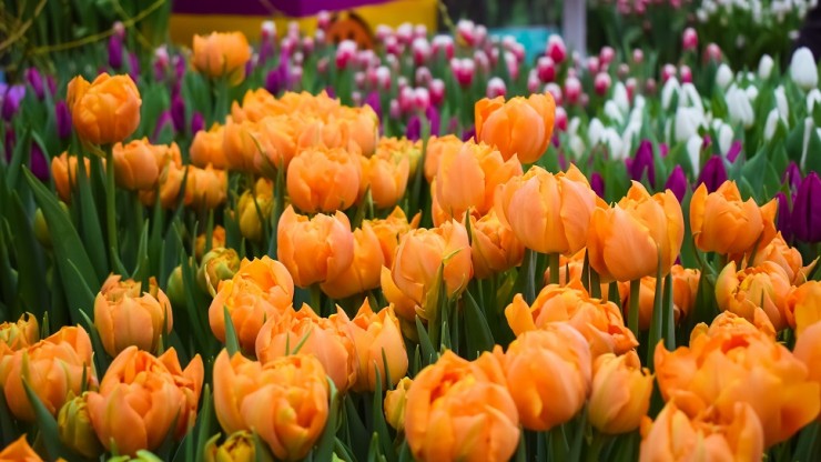 В администрации сообщили, где в Твери будут продавать тюльпаны к 8 марта - новости ТИА