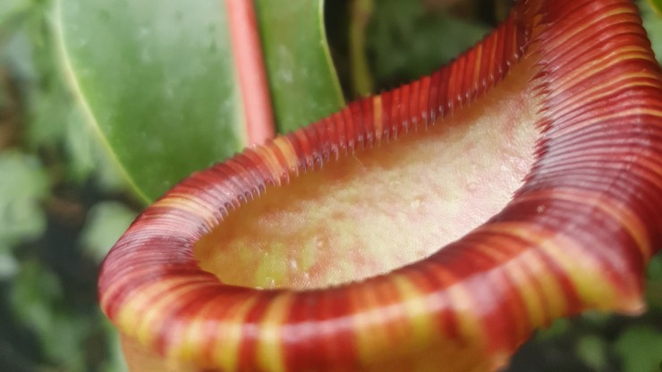В Твери можно полюбоваться красивыми "желудками" - новости ТИА
