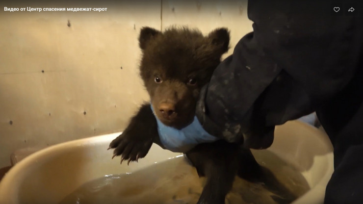 Биологи из Центра спасения медвежат-сирот показали, как купают малышей - новости ТИА