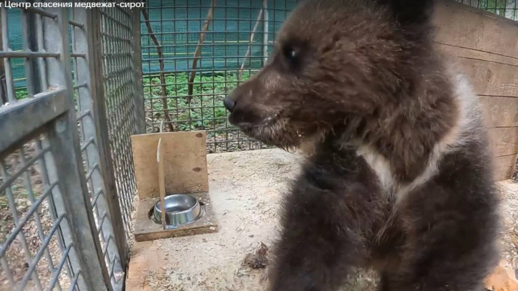 Псковский медвежонок окреп, показал характер и вышвырнул из вольера камеру - новости ТИА