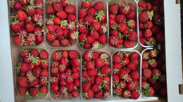 В России ожидается рост цен на ягоды и фрукты из-за майских холодов - новости ТИА