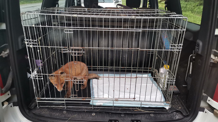 В Тверской области зооволонтёры спасли сбитого лисёнка - новости ТИА