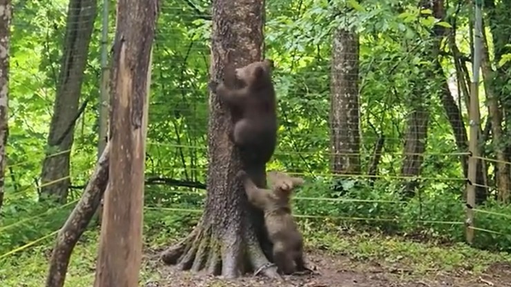 Появилось видео, как играют медведицы в лесу в Тверской области - новости ТИА
