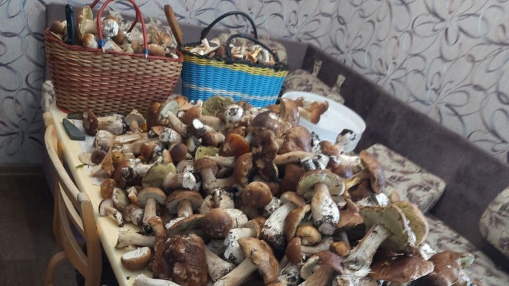 Стало известно, в каком районе Тверской области можно набрать больше всего белых грибов - новости ТИА