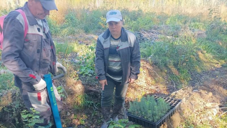 В Спировском округе высадили сеянцы ели с помощью трубы "Поттипутки" - новости ТИА