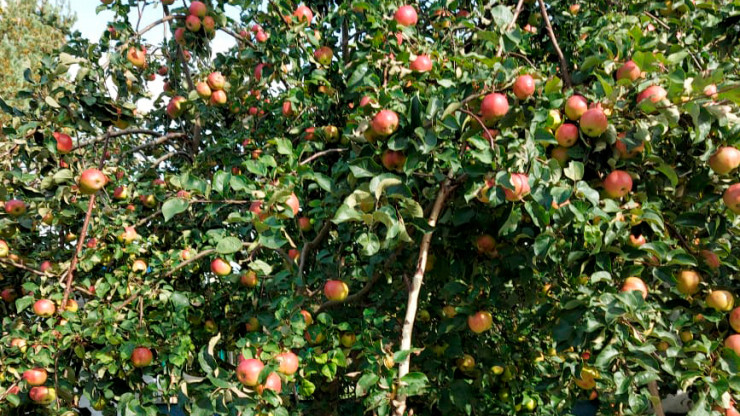 В Торжке в церковном саду собрали урожай яблок и передали для наркозависимых - новости ТИА