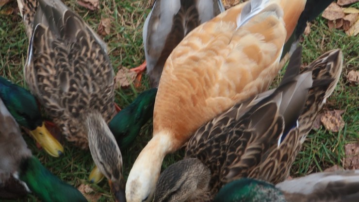 В Твери среди местных крякв замечена необычная яркая утка - новости ТИА