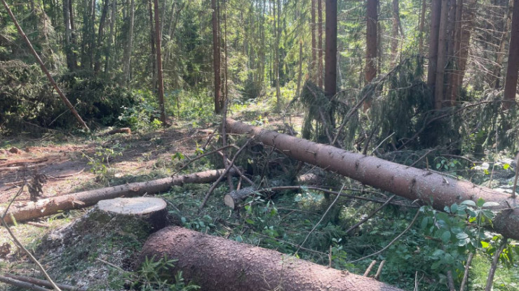 В Тверской области мужчина нарубил леса на 1 200 000 рублей - новости ТИА