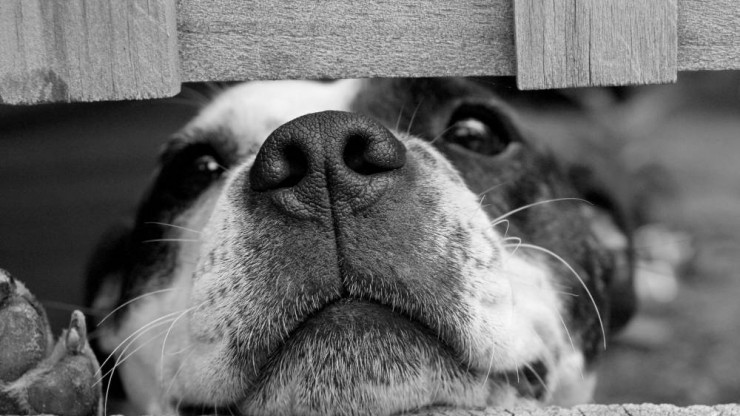 В Кашине хозяйку собаки обязали сделать питомцу привику от бешенства - новости ТИА