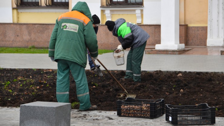 Весенние краски закладывают осенью: в Твери высаживают 60 тысяч тюльпанов - новости ТИА