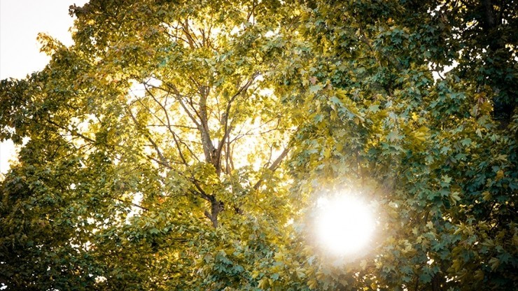 Куда пойти школьникам Тверской области в осенние каникулы: большая афиша - новости ТИА