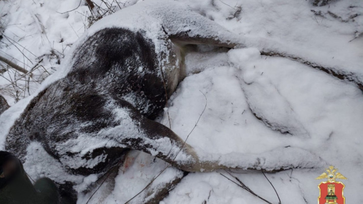 В Тверской области браконьер убил лосиху и оставил тушу в лесу - новости ТИА